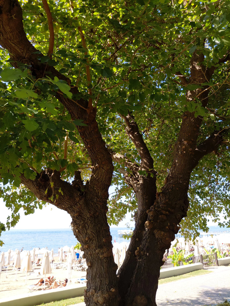 Ein knorriger Feigenbaum mit dichter grüner Krone wächst an einer Strandpromenade mit Blick auf das Meer.