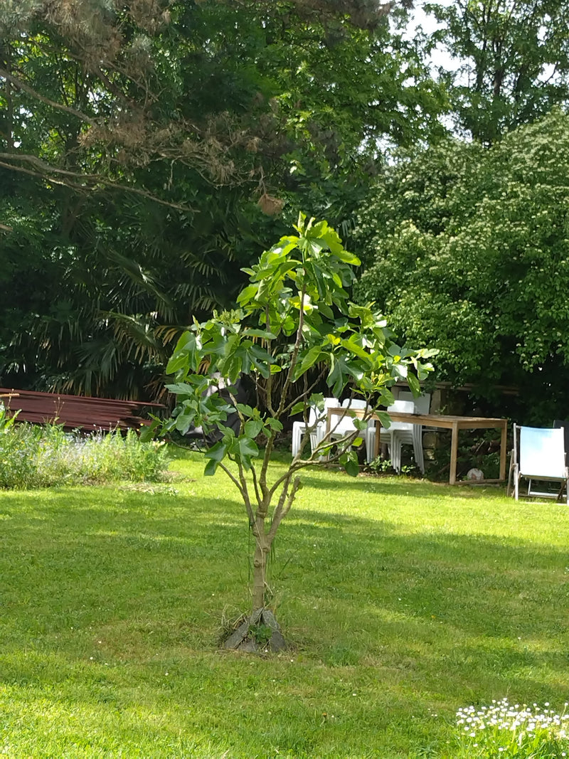 Feigenbaum — Bild 4