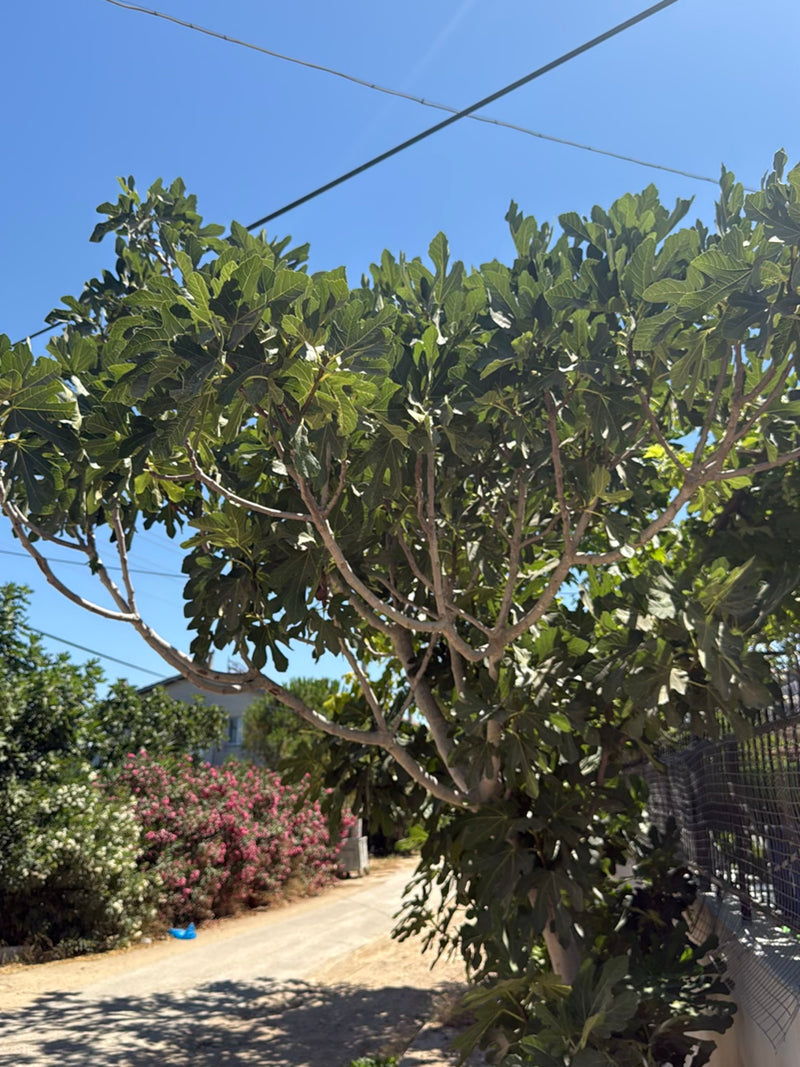 Feigenbaum — Bild 1