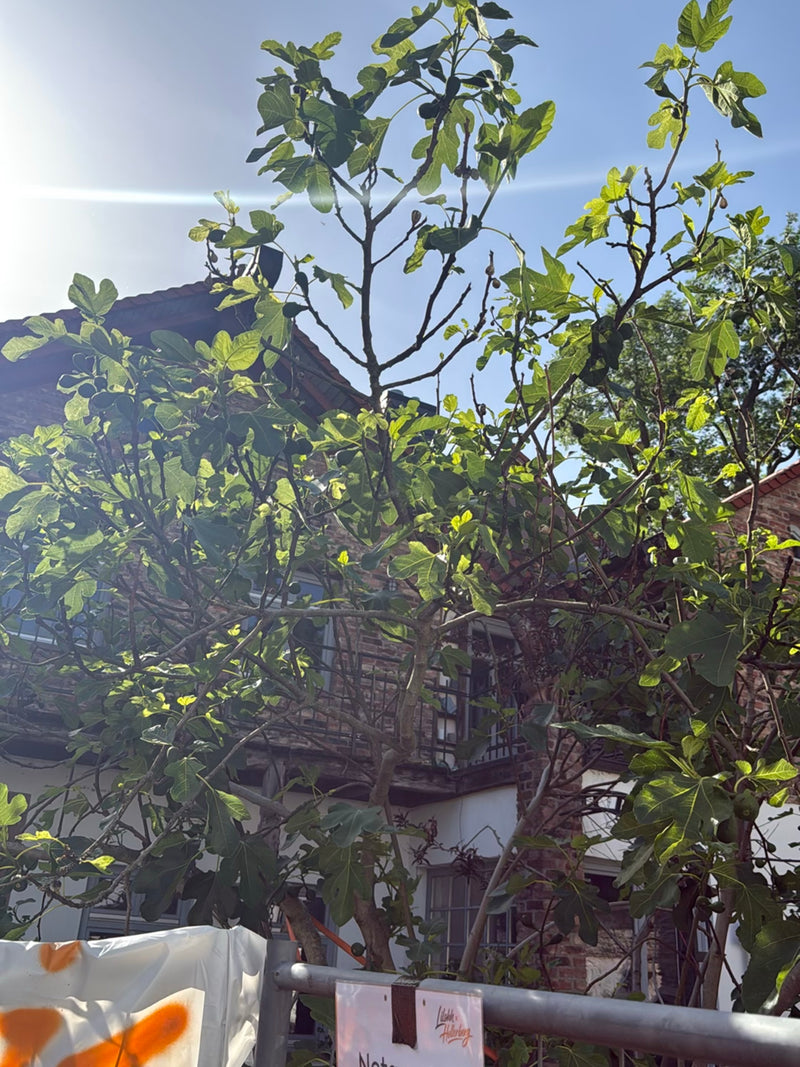 Feigenbaum — Bild 2