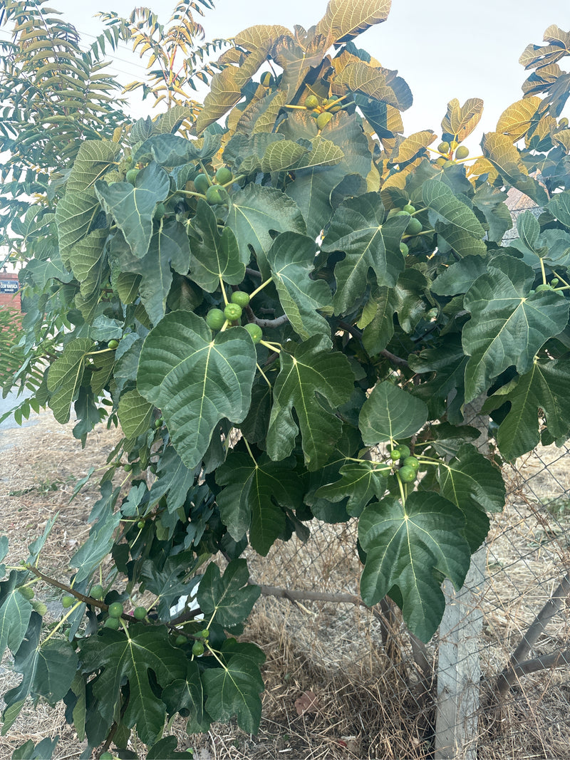 Zu sehen ist ein üppiger Feigenbaum mit markanten, gelappten Blättern und zahlreichen unreifen grünen Früchten.