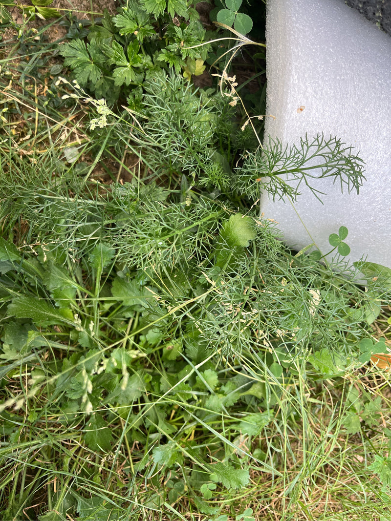 Echte Hundskamille — Bild 1