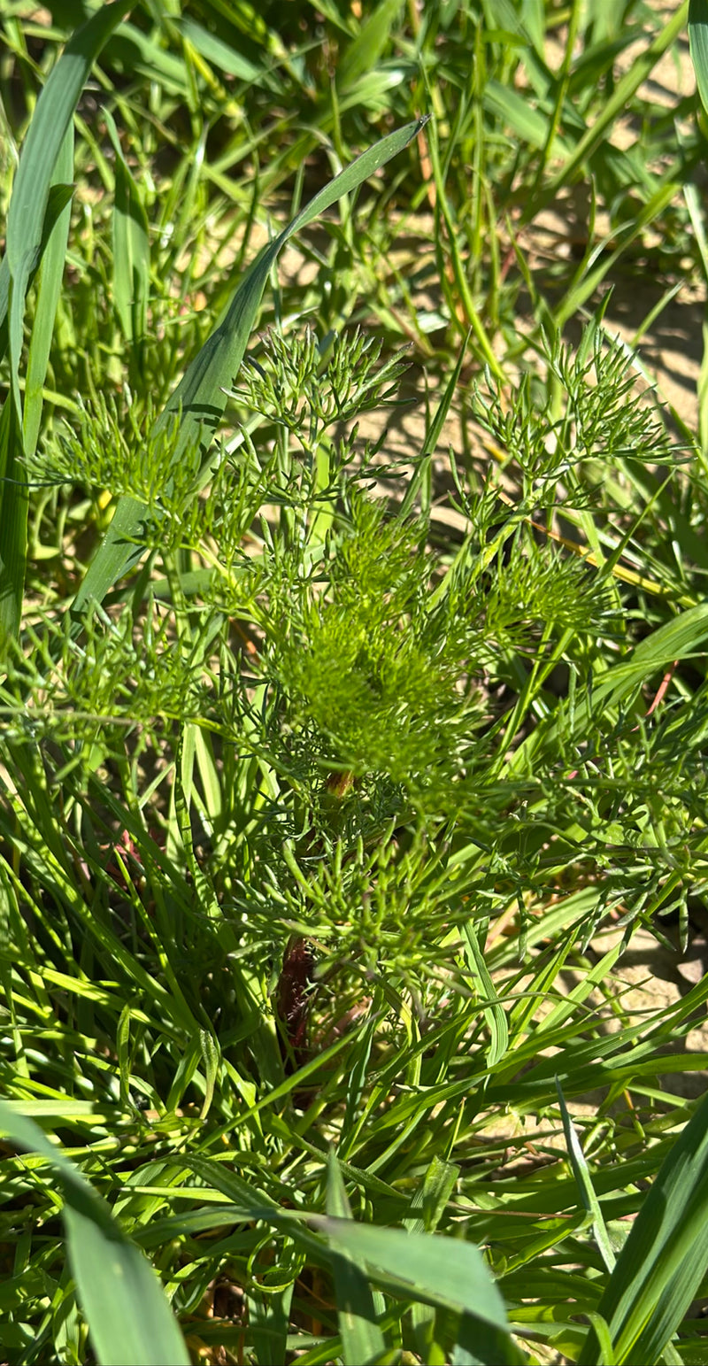 Echte Kamille — Bild 4