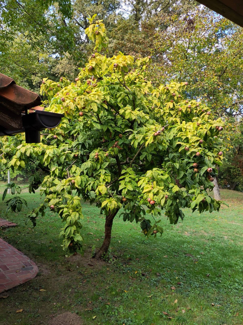 Das Foto zeigt einen mittelgroßen Mispelbaum mitgrünen Blättern und zahlreichen Früchten. Der Baum steht auf einer Wiese vor einem Haus.