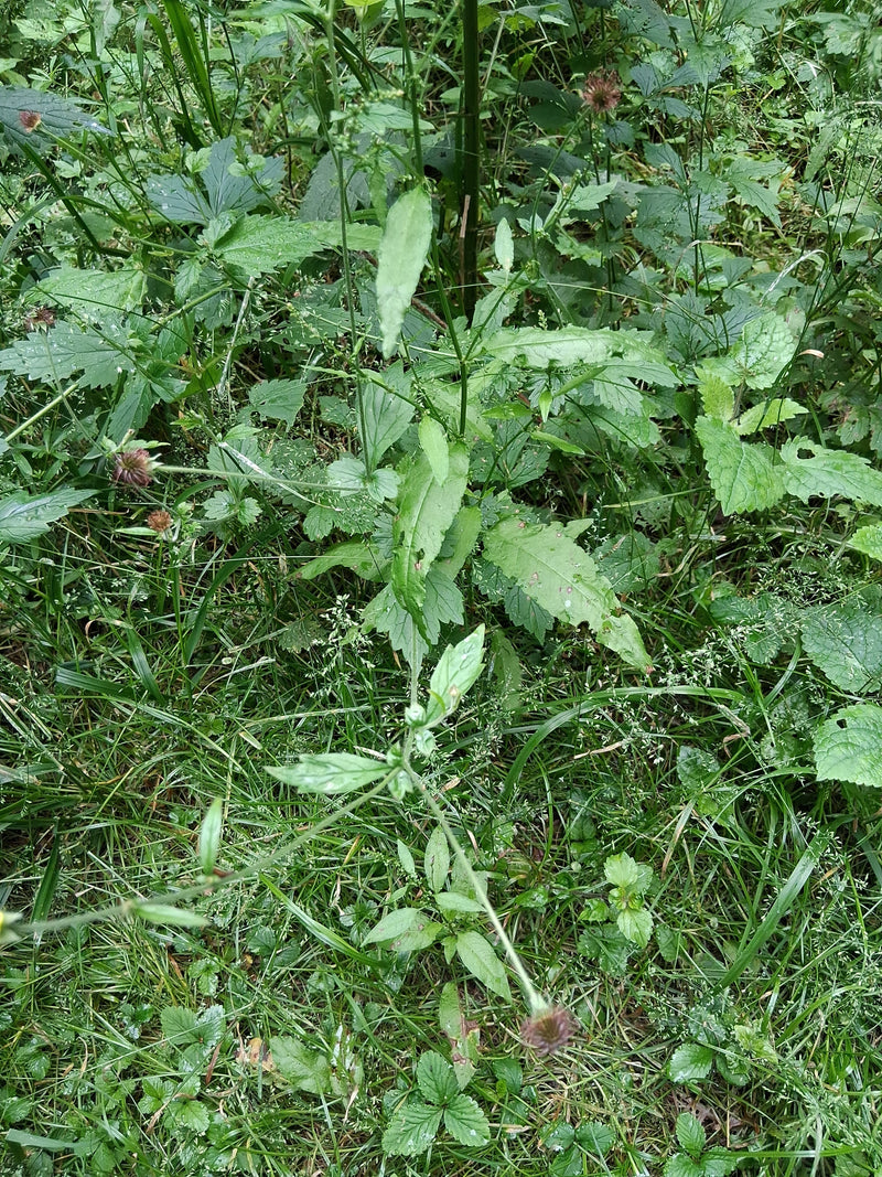 Echte Nelkenwurz — Bild 5