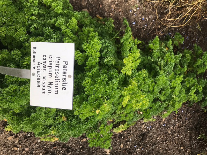 Zu sehen ist eine gesunde Petersilienpflanze mit dichtem, gekraustem Laub in einem Beet. Daneben steckt ein beschriftetes Hinweisschild im Boden.