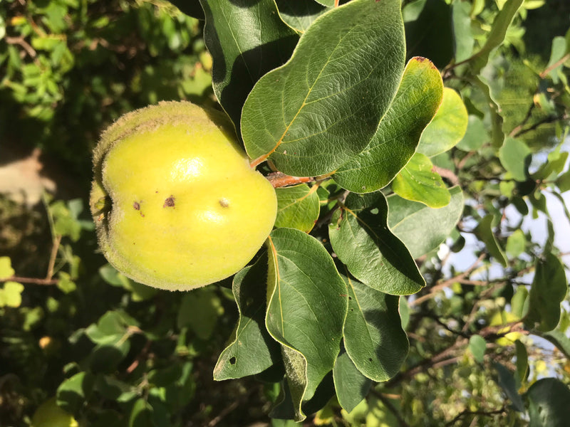 Quitten — Bild 4 von 13