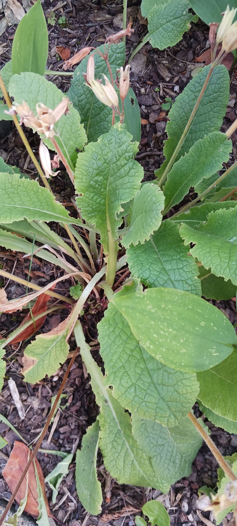 Echte Schlüsselblume — Bild 2