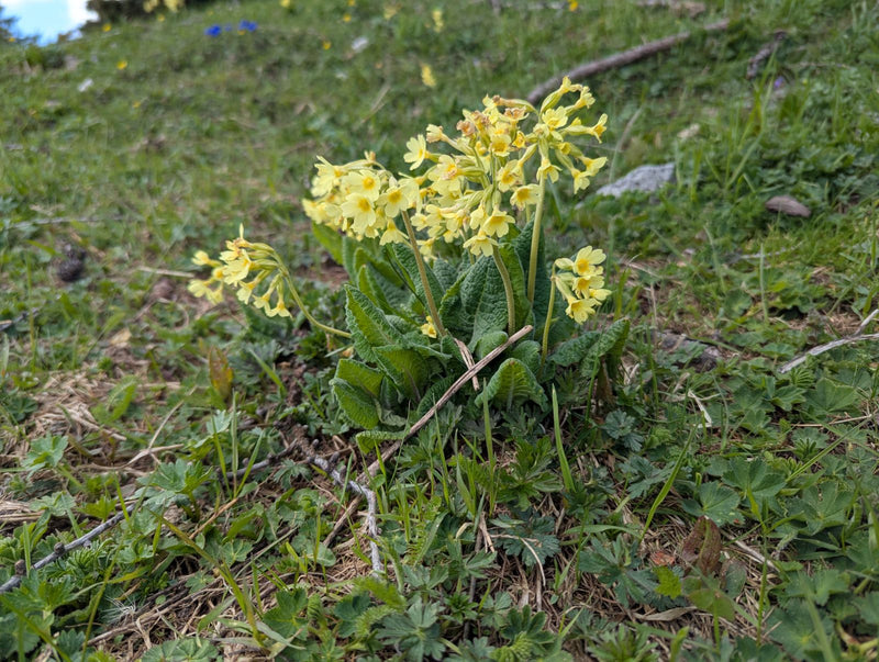Echte Schlüsselblume — Bild 3