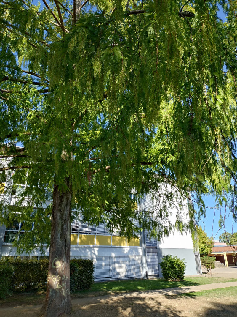 Zu sehen ist eine Echte Sumpfzypresse mit ihrem charakteristischen Stamm und feinem Nadelwerk. Der Baum steht vor einem modernen Gebäude in einer städtischen...