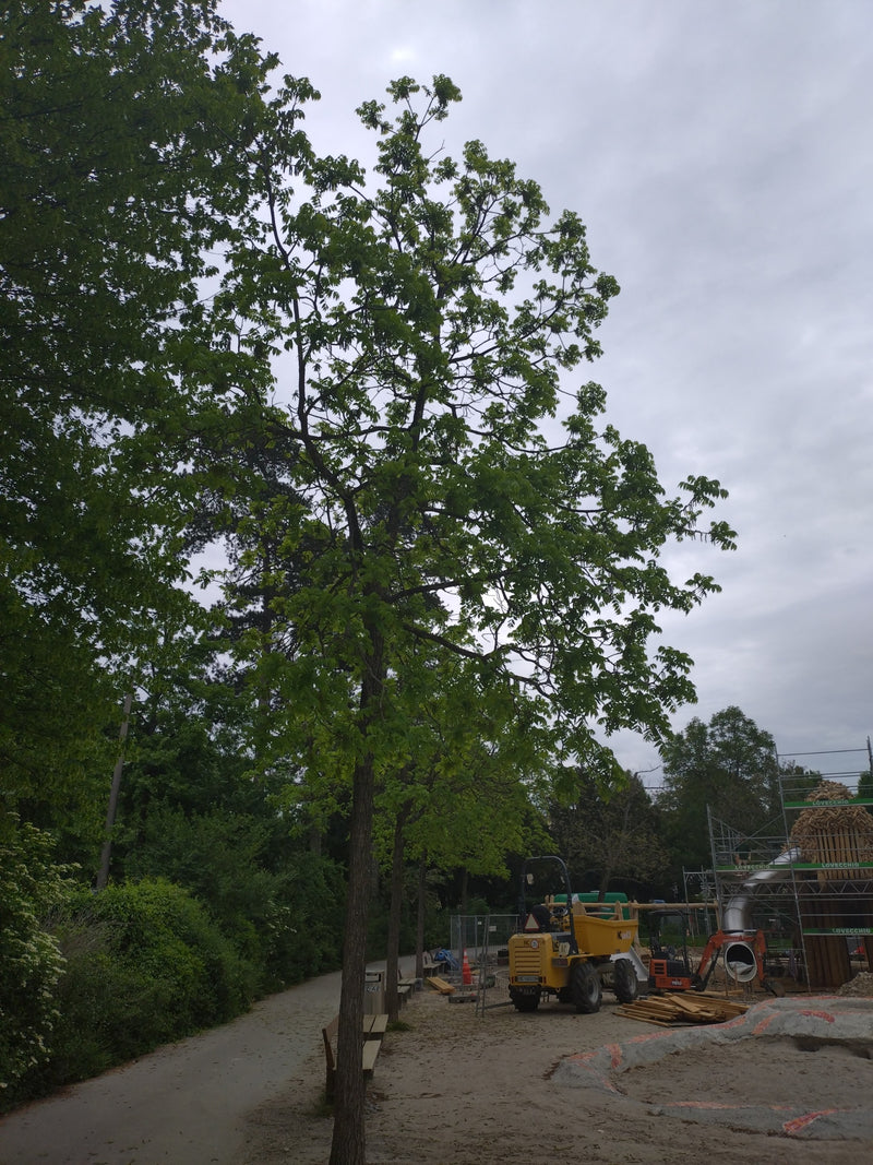 Zu sehen ist ein ausgewachsener Walnussbaum mit grünem Blätterdach. Der Baum steht auf einem unbefestigten Platz neben einem Weg.