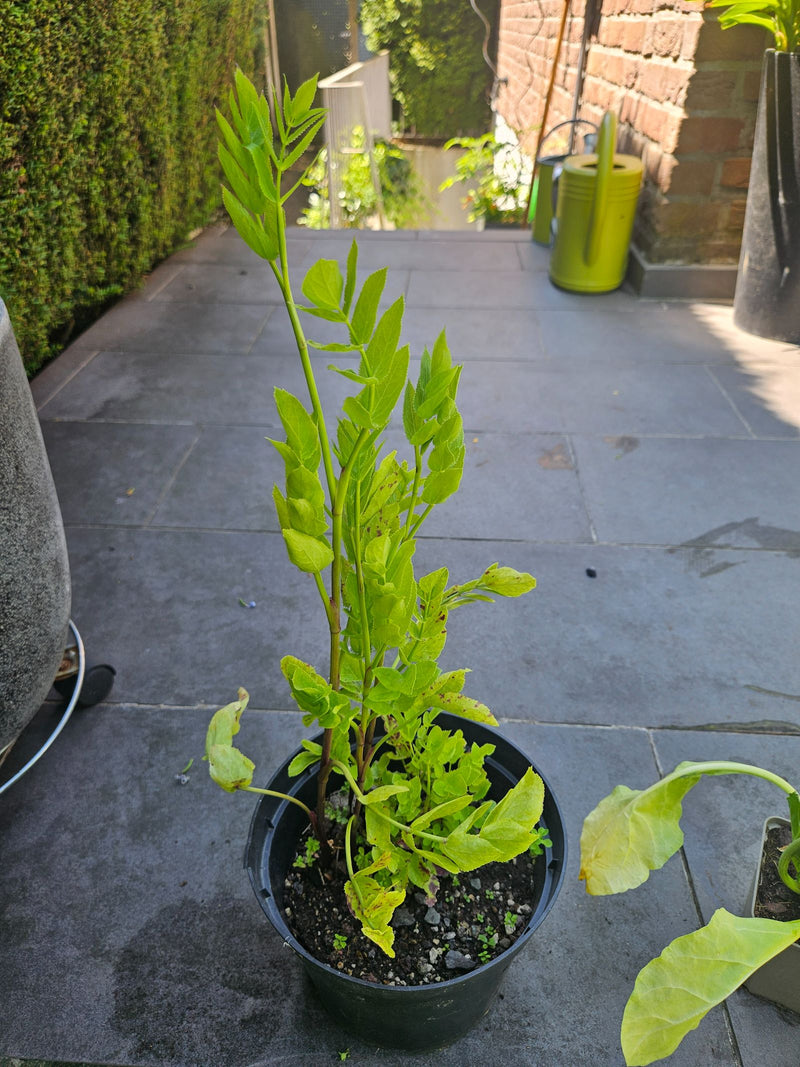 Echter Baldrian — Bild 3