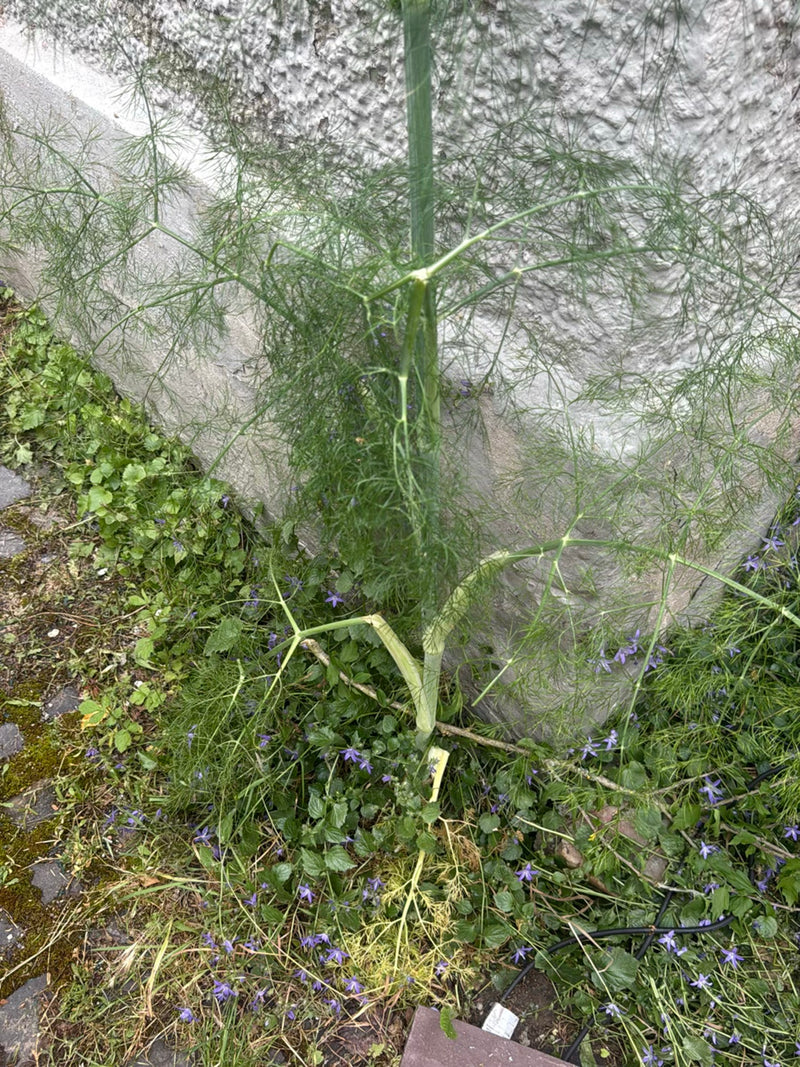 Fenchel — Bild 5