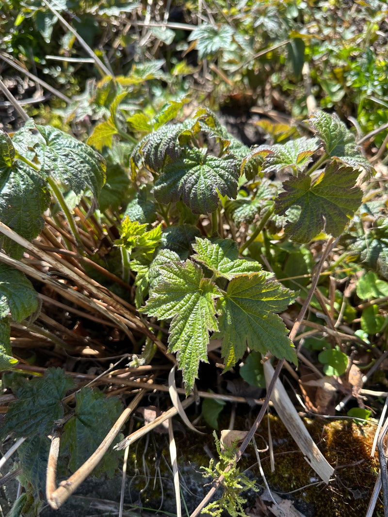 Hopfen — Bild 2