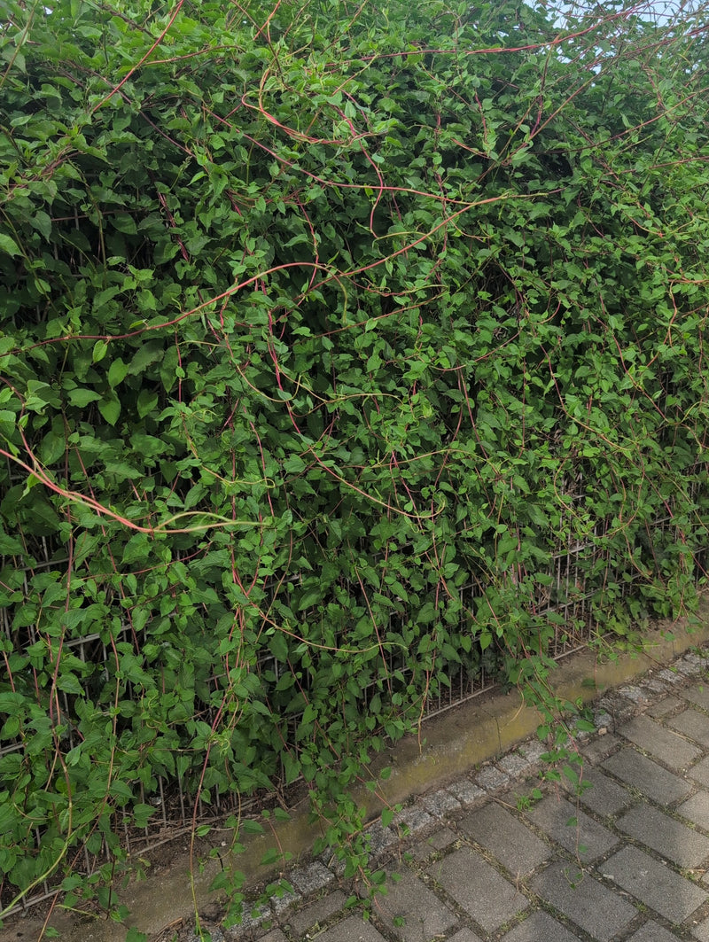Hopfen — Bild 4