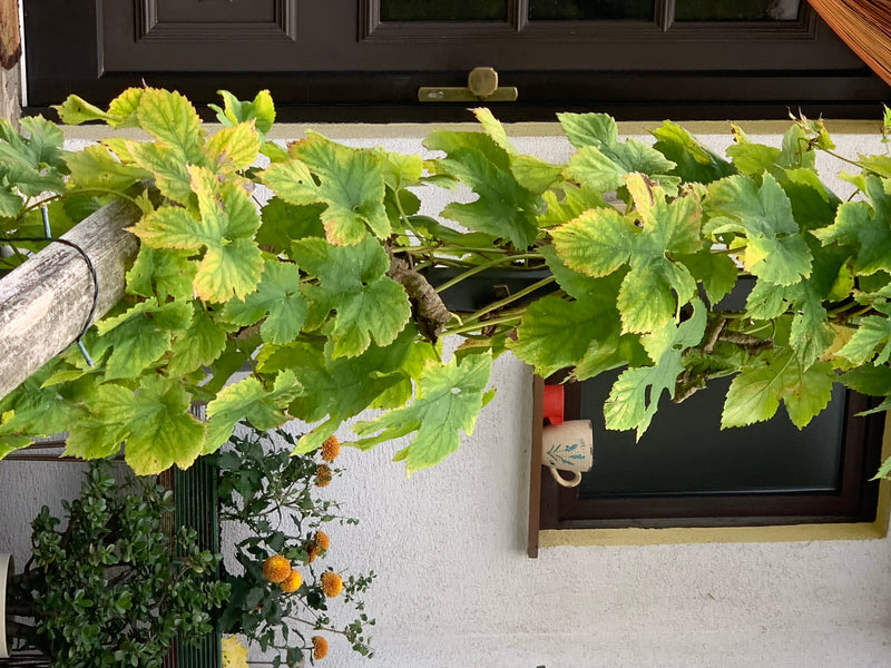 Auf dem Bild sind die grünen Blätter und Ranken von Hopfen zu sehen, die vor einer hellen Hauswand wachsen. Die markant gelappten Blätter sind deutlich erken...
