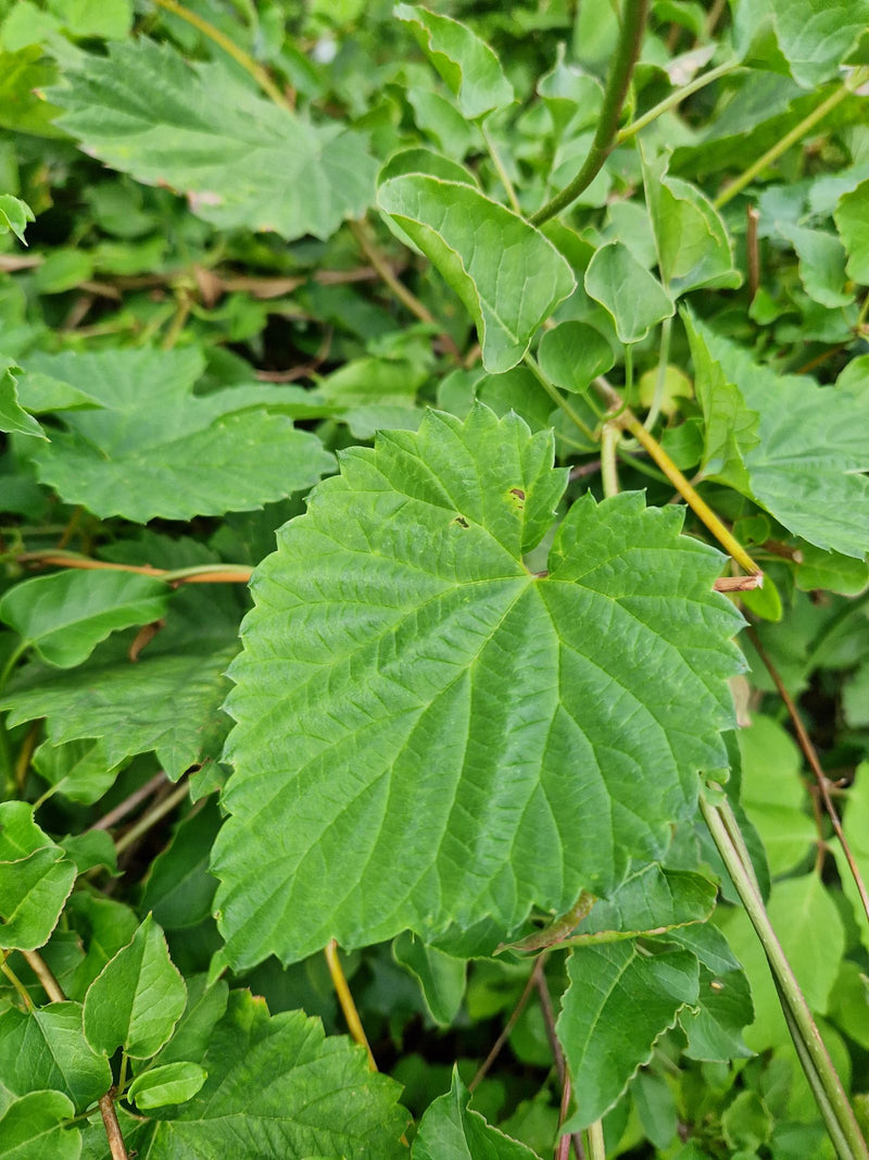 Hopfen — Bild 5