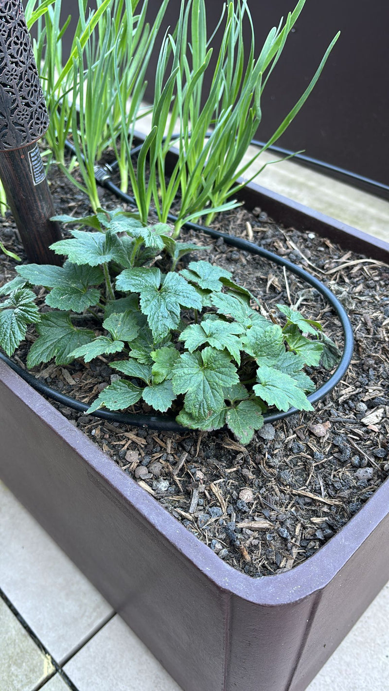 Hopfen — Bild 1