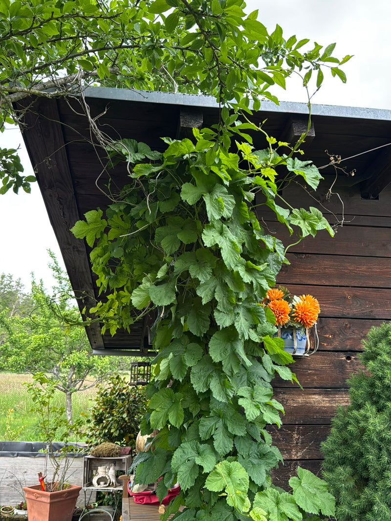 Hopfen — Bild 3