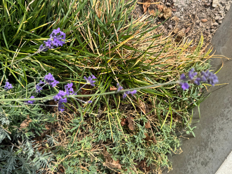 Ein blühender Lavendelzweig mit lilafarbenen Blüten ragt über Gras und niedrige Begleitpflanzen.