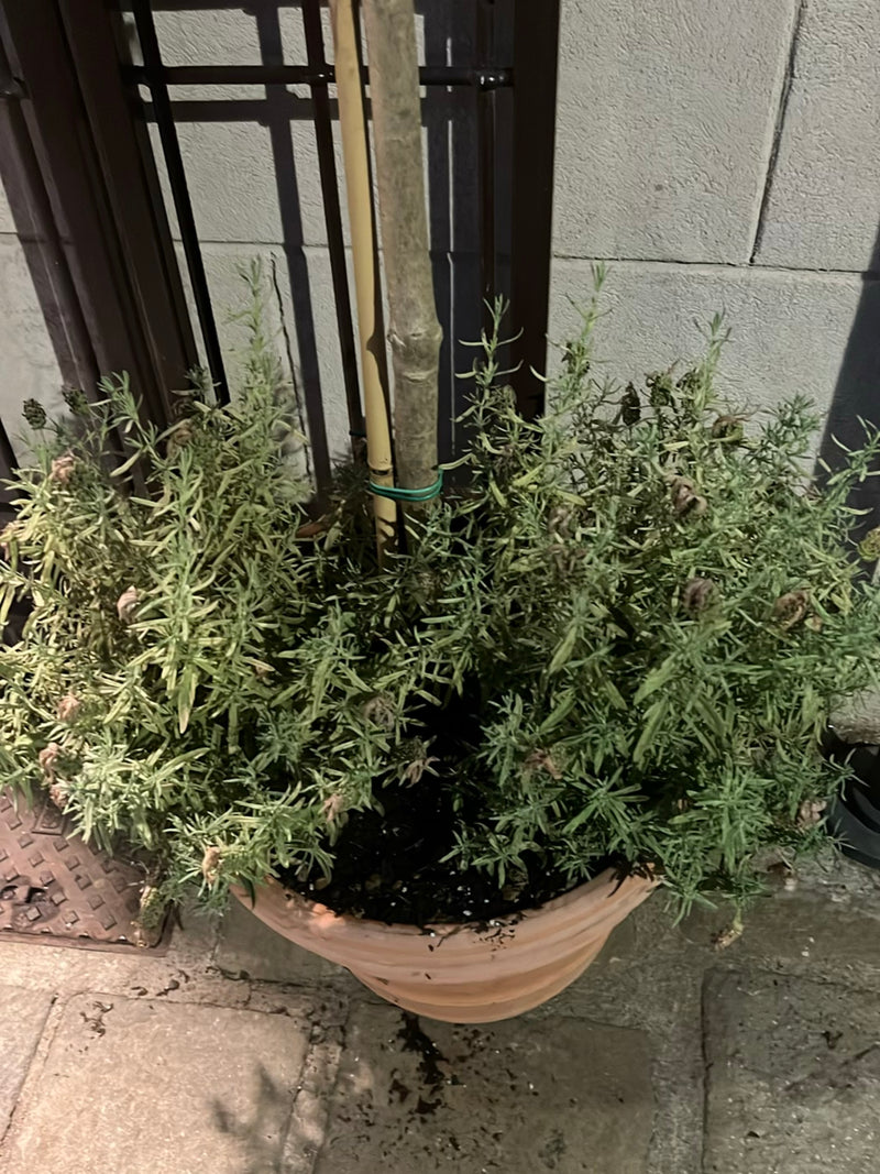 Lavendel — Bild 3
