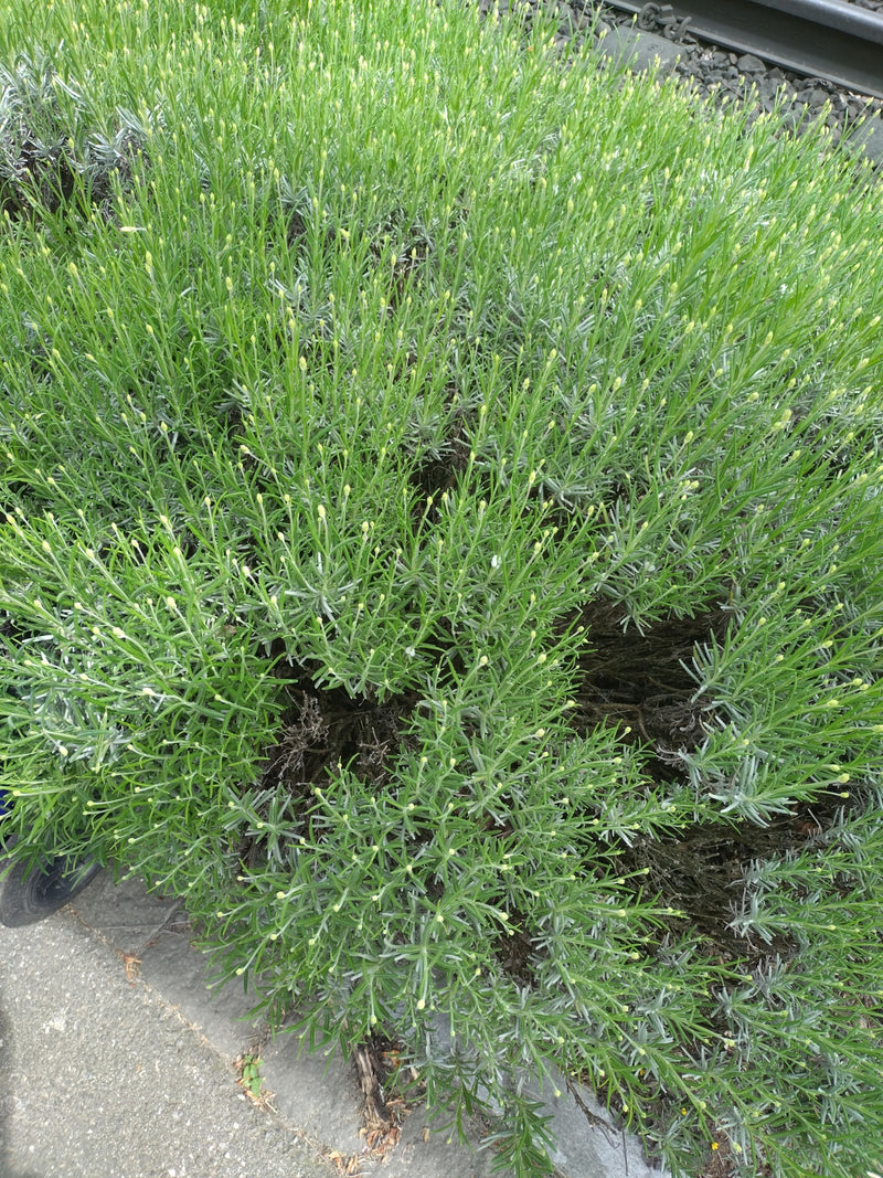 Lavendel — Bild 2