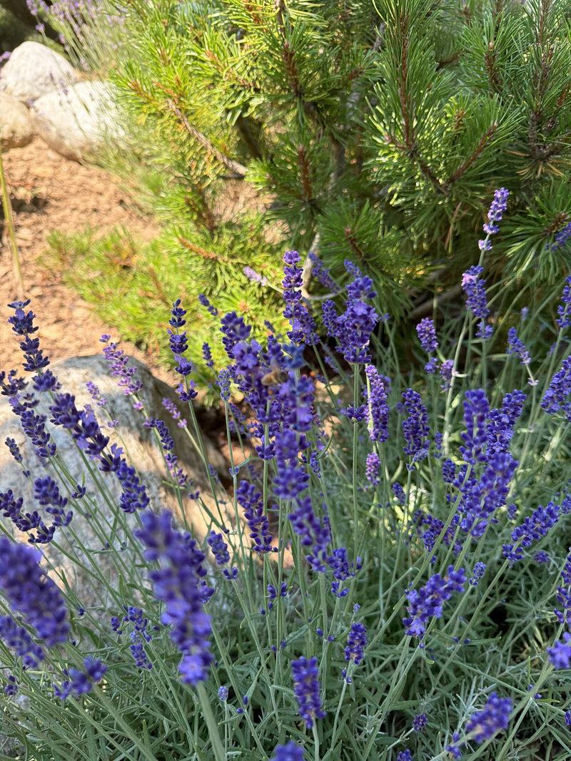 Lavendel — Bild 1