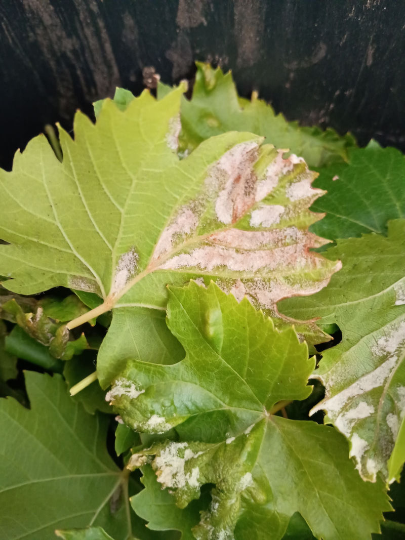 Echter Mehltau der Weinrebe — Bild 1