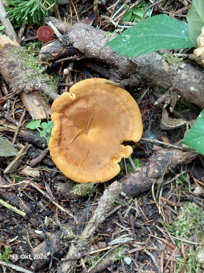 Draufsicht auf den gelb-orangen Hut eines Echten Pfifferlings auf mit Ästen und Nadeln bedecktem Waldboden.
