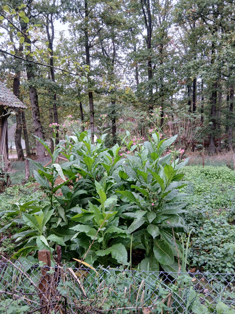 Mehrere blühende Tabakpflanzen mit großen grünen Blättern und zartrosa Blüten stehen in einem Gartenbeet vor Waldkulisse.