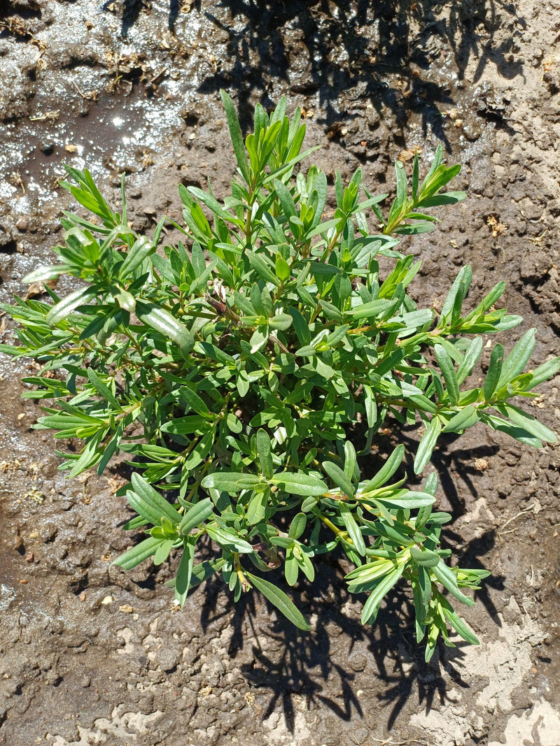Thymian — Bild 2
