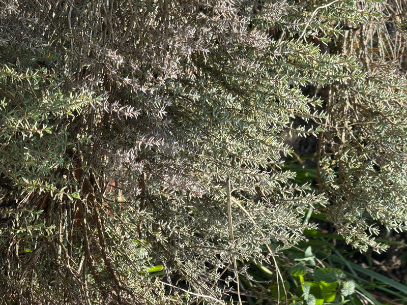 Thymian — Bild 3 von 20