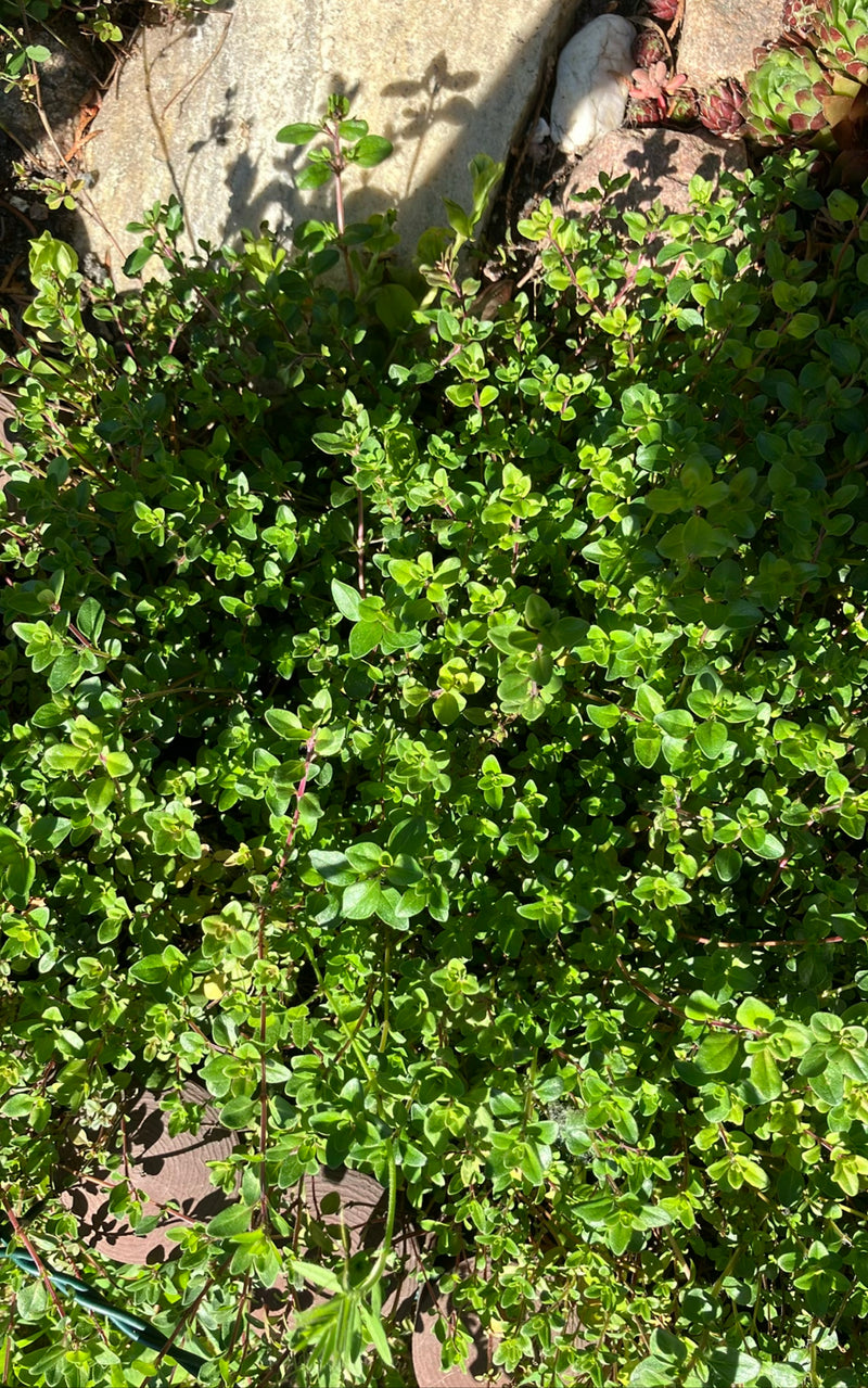 Thymian — Bild 1