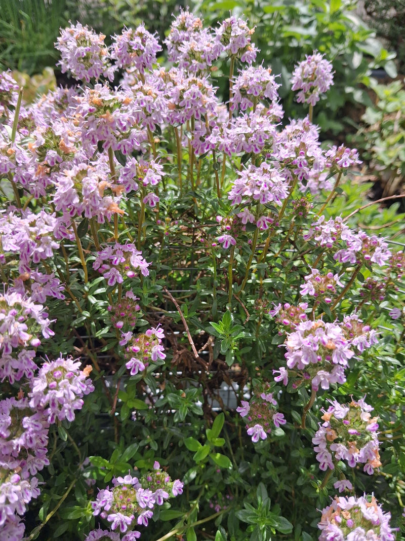 Thymian — Bild 4
