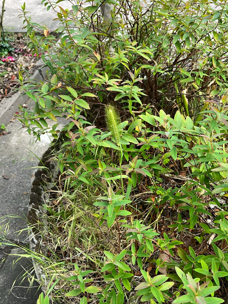 Johanniskraut — Bild 4