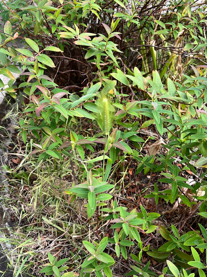 Johanniskraut — Bild 3