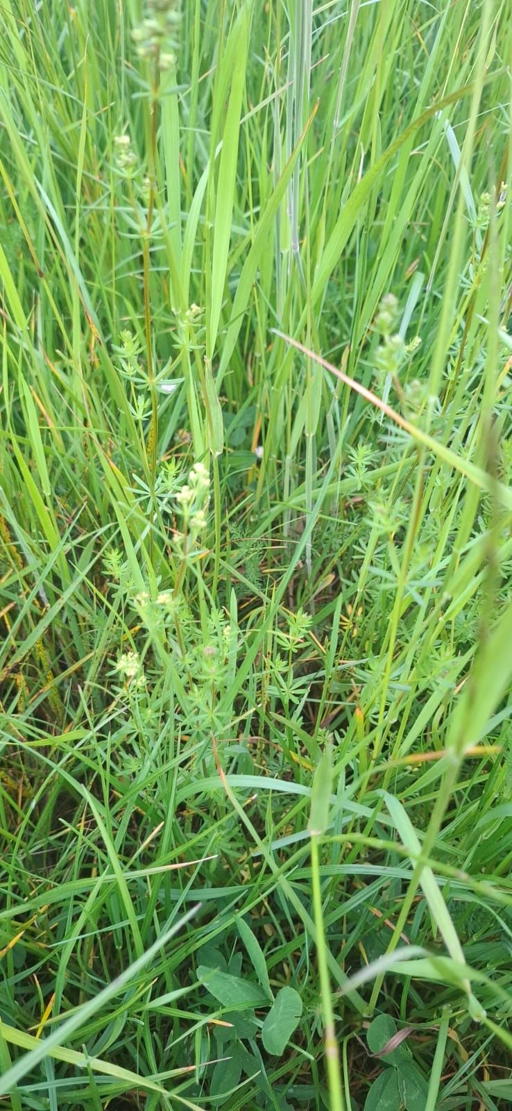 Echtes Labkraut — Bild 5