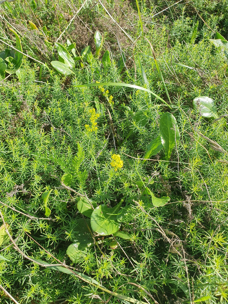 Echtes Labkraut — Bild 3 von 16