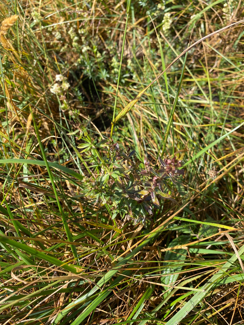 Echtes Labkraut — Bild 2