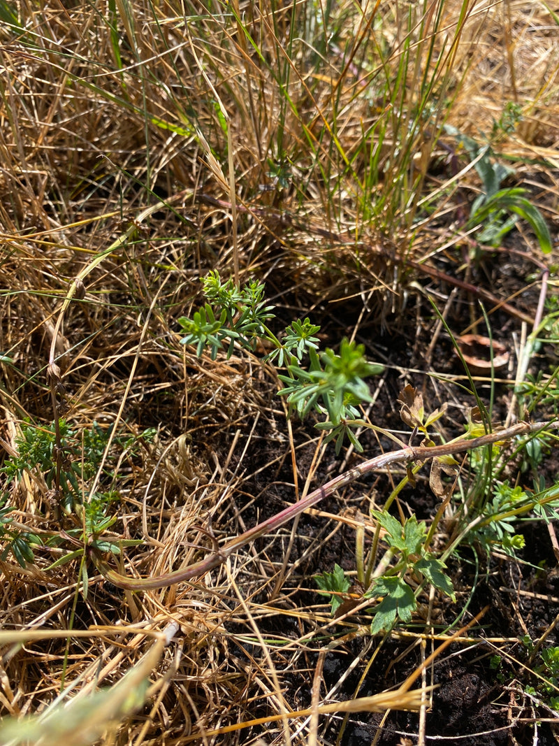 Echtes Labkraut — Bild 1