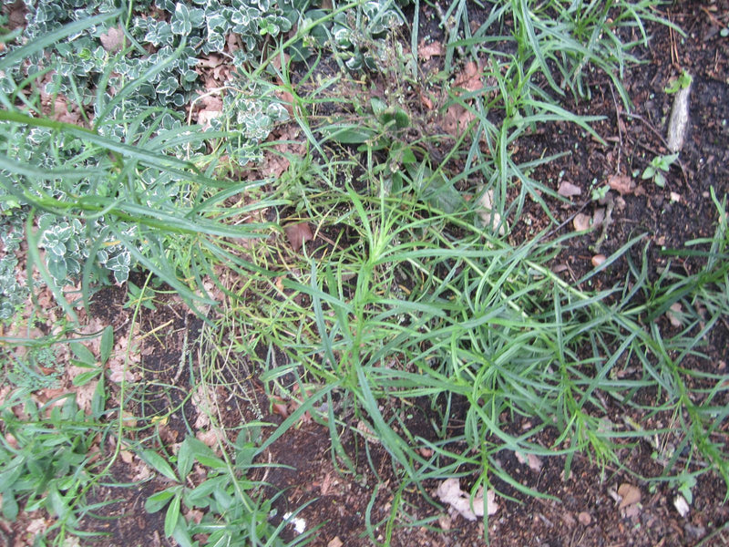Echtes Leinkraut — Bild 3