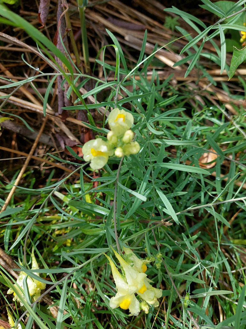 Echtes Leinkraut — Bild 2