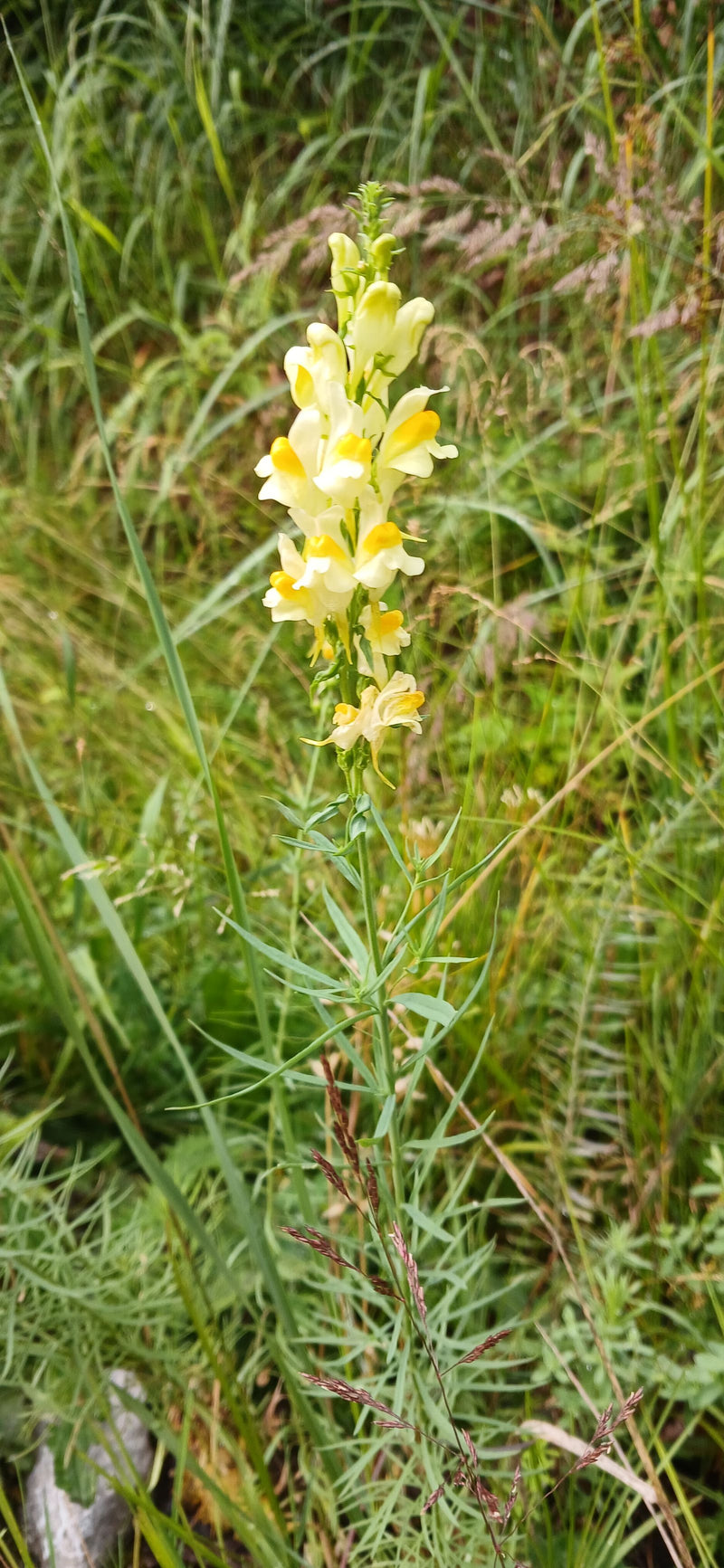 Echtes Leinkraut — Bild 4