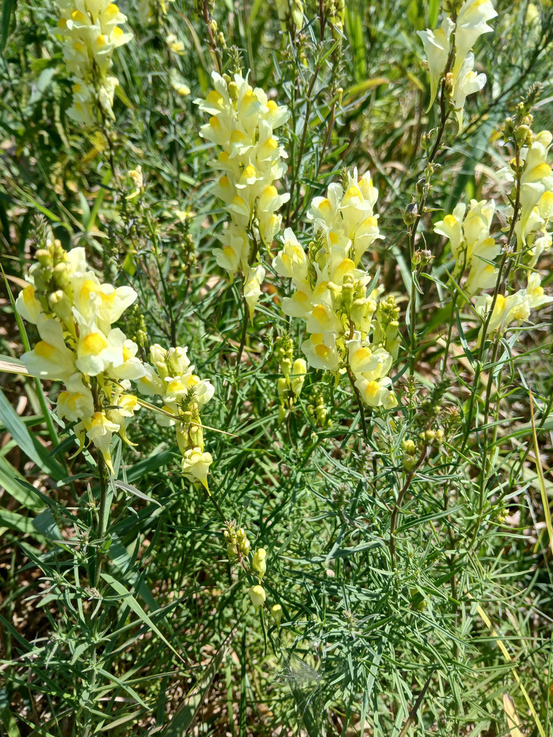 Echtes Leinkraut — Bild 1