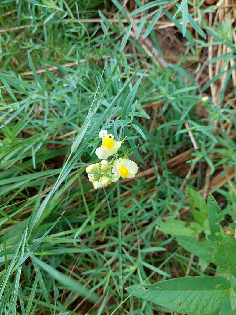 Echtes Leinkraut — Bild 5