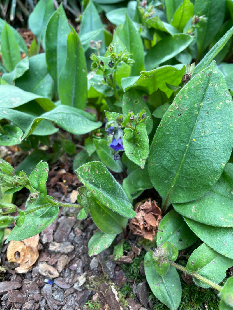 Lungenkraut — Bild 3