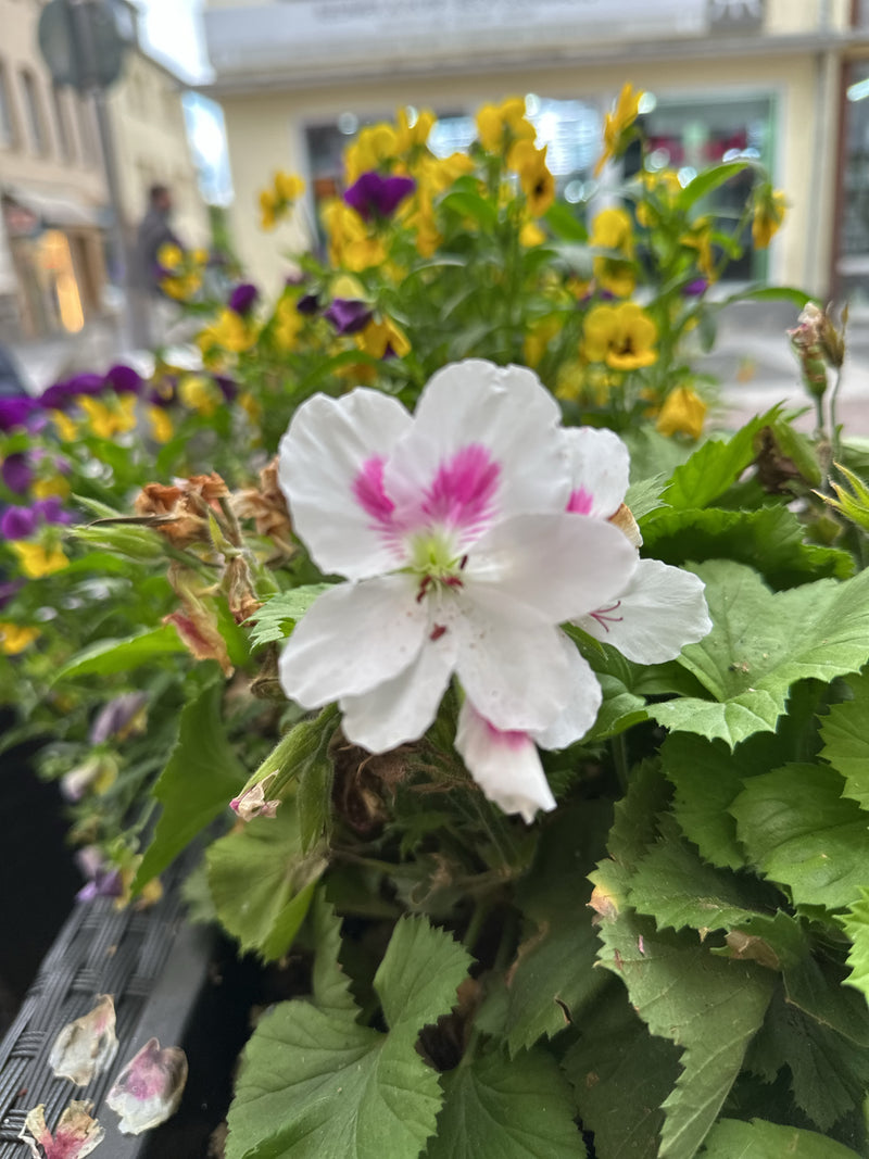 Edelgeranie — Bild 1