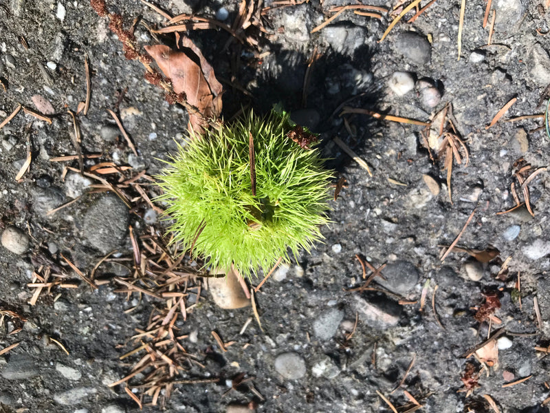 Eine grüne, stark stachelige Fruchtkapsel einer Edelkastanie liegt auf einem steinigen Boden zwischen trockenen Nadeln.