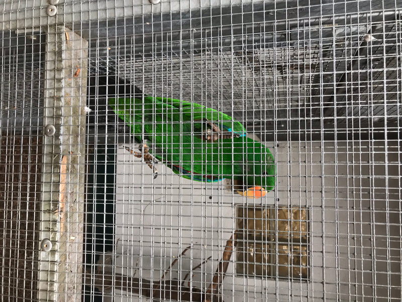 Edelpapagei — Bild 2 von 2