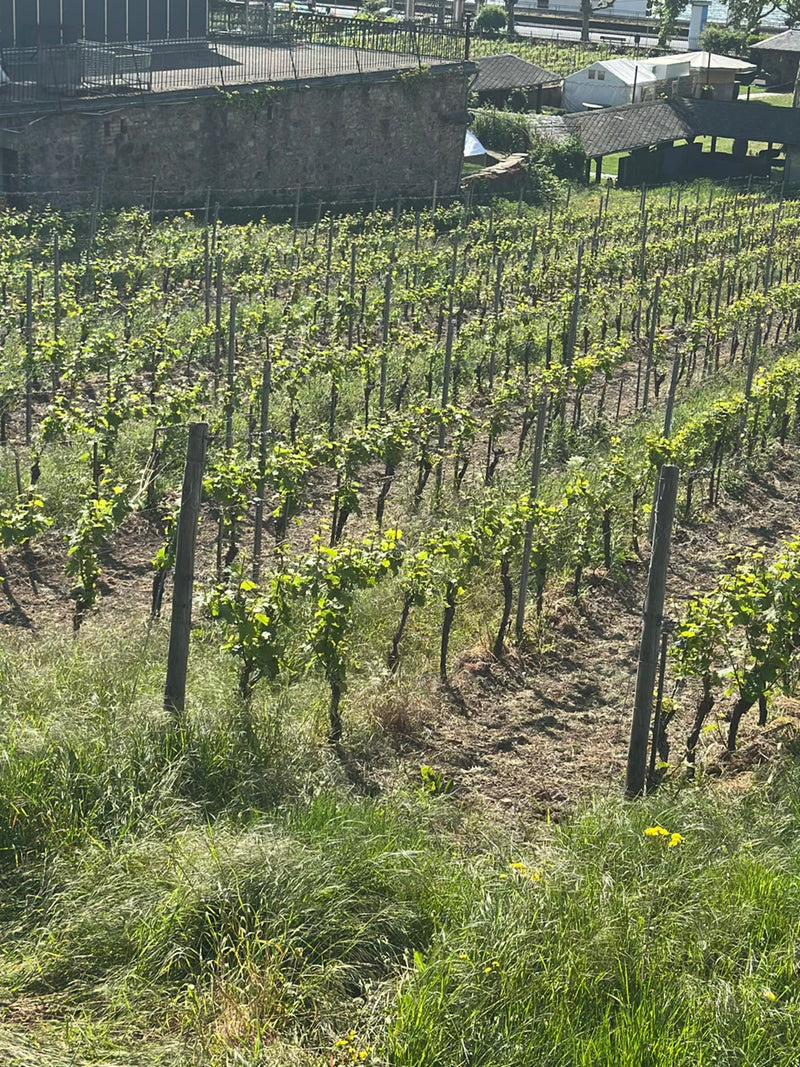 Zierwein — Bild 2